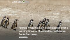 Ladera Sur destaca el trabajo del Programa Punta San Juan liderado por la investigadora herediana Susana Cárdenas