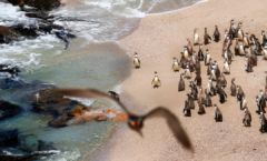 Nuevos aliados para estudiar el océano: aves marinas con sensores inteligentes