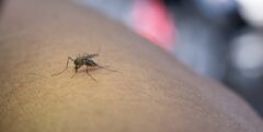 Cambio climático y dengue: estudio internacional destaca aporte de Cayetano