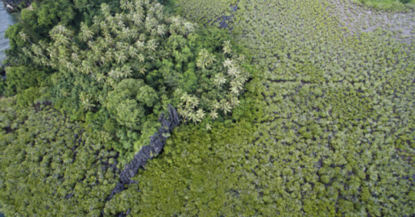 Paysage de mangrove sur la c&ocirc;te est de la Grande Terre, en Nouvelle-Cal&eacute;donie