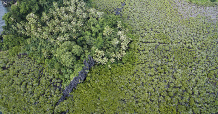 Paysage de mangrove sur la côte est de la Grande Terre, en Nouvelle-Calédonie