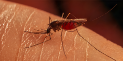 El mosquito que transmite la malaria en Sudamérica podría estar adaptándose a los insecticidas