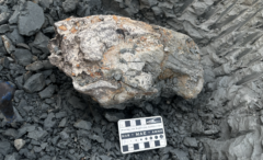 Investigador de Cayetano lidera expedición que descubre cráneo fósil de manatí de más de 13 millones de años en Loreto